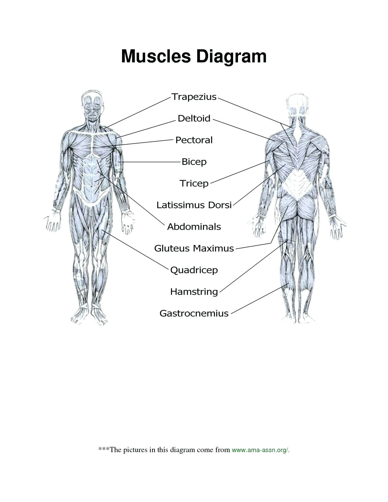 Printable Anatomy Worksheets Muscle Diagram Blank Human Body Anatomy