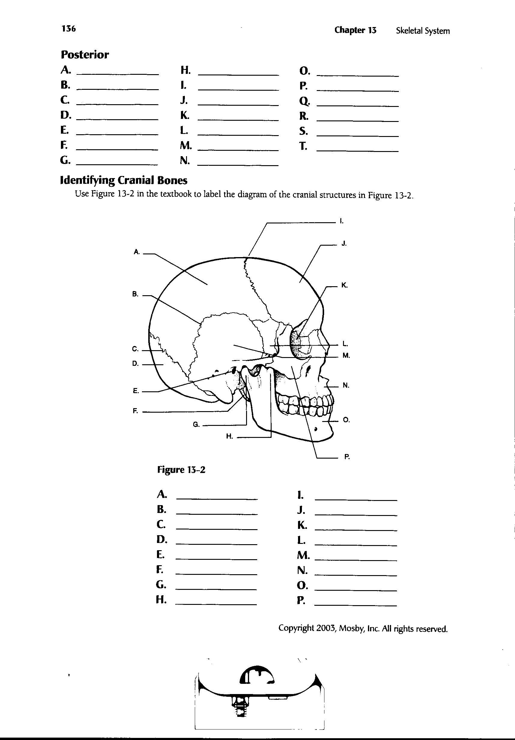 Printable Anatomy Worksheets Muscular System Worksheets