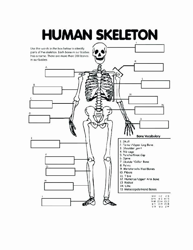 Printable Anatomy Worksheets Printable Horse Anatomy Worksheets Free Printable Human