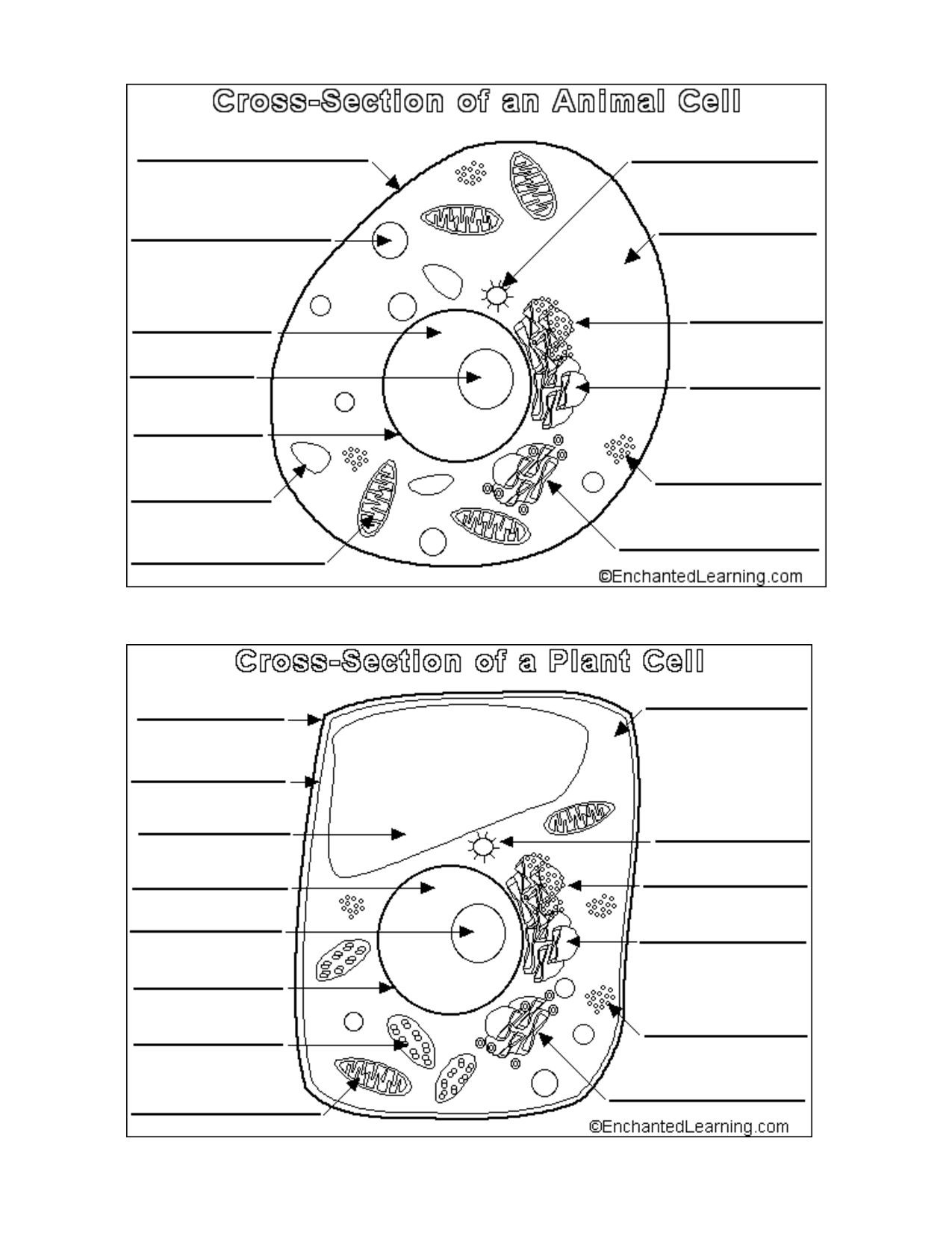 Printable Cell Worksheets à¸à¸±à¸à¸à¸´à¸à¹à¸à¸à¸­à¸£à¹à¸ Education