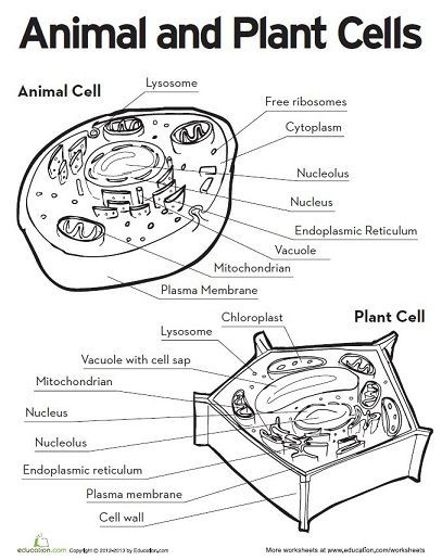 Printable Cell Worksheets Animal and Plant Cell Printable