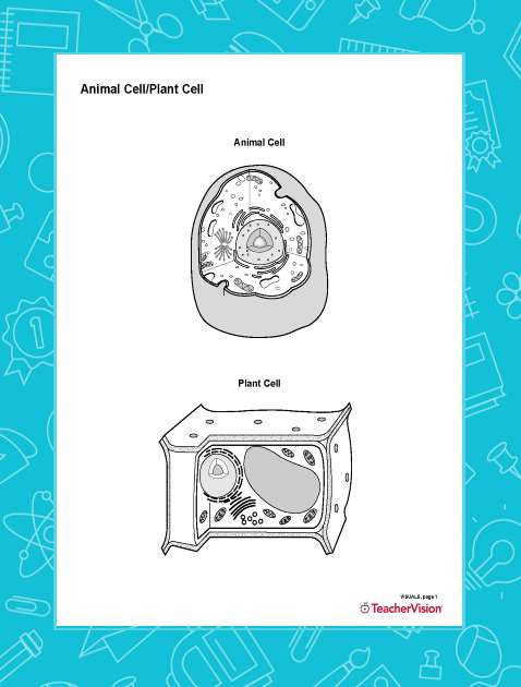 Printable Cell Worksheets Animal Cell Plant Cell Blank Printable Printable 6th