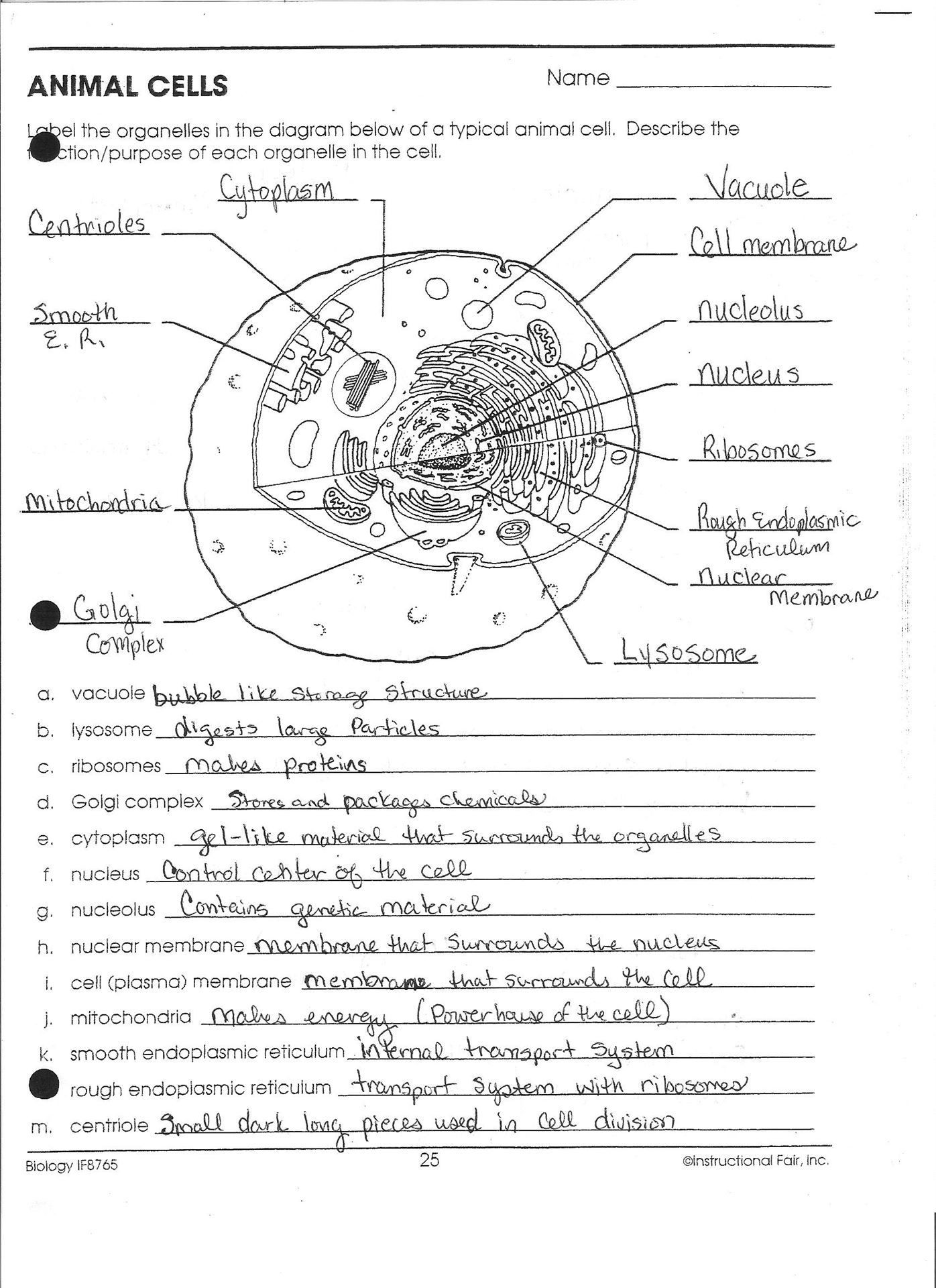 Printable Cell Worksheets Cell Biology Worksheet High School