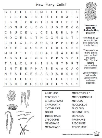 Printable Cell Worksheets Cells Word Search Worksheet