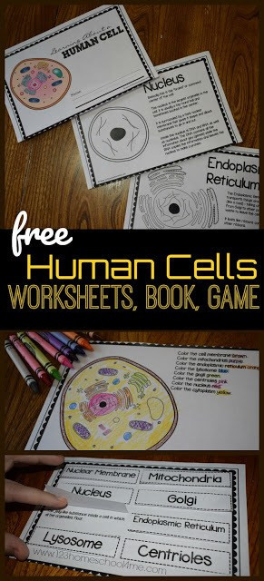 Printable Cell Worksheets Human Cells for Kids Reader Worksheets Games