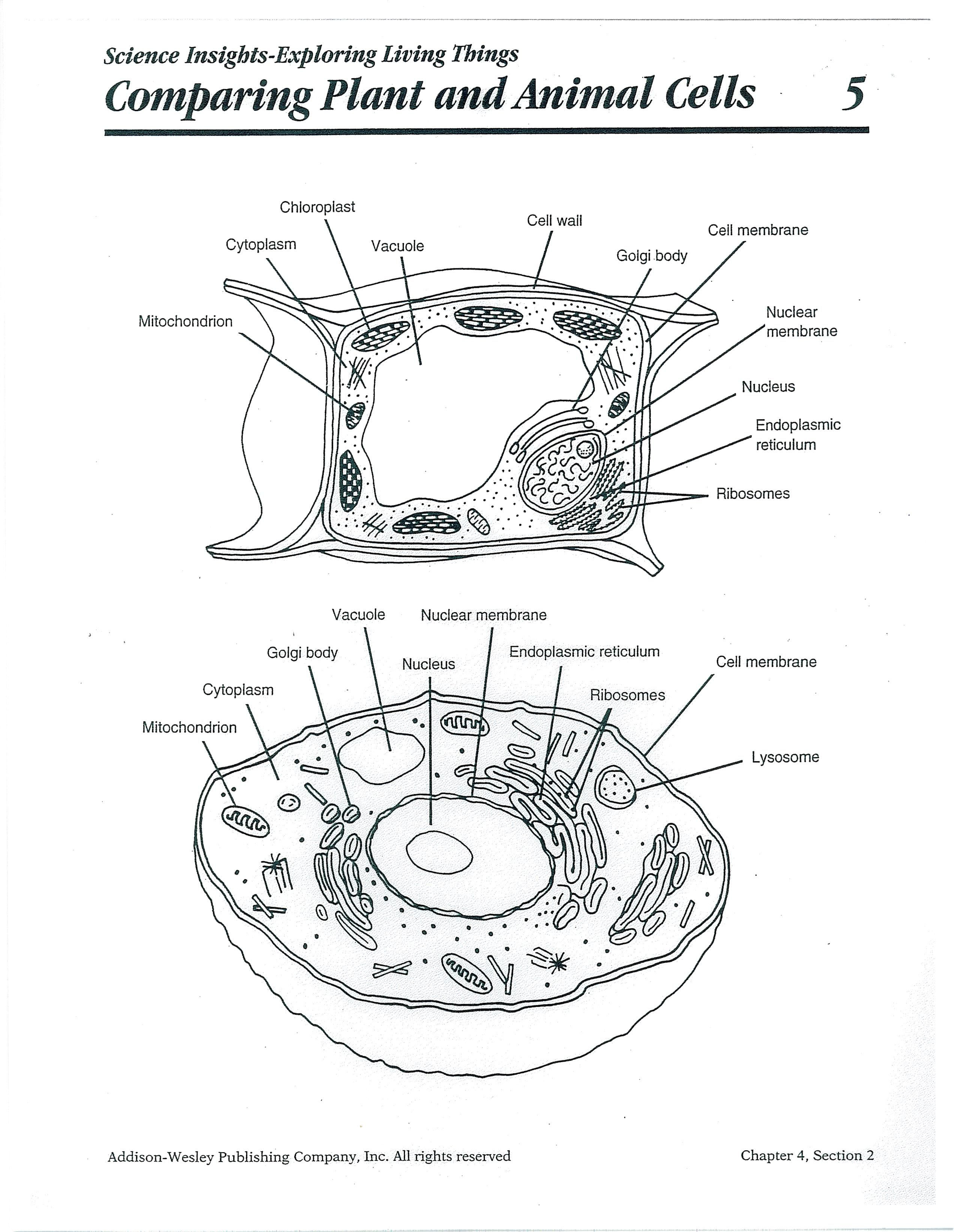 Printable Cell Worksheets Tb 1397] Animal Cell Diagram Plant and Animal Cell Wiring