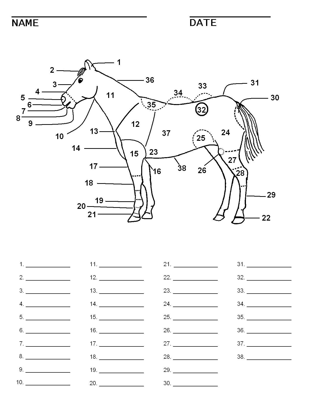 Printable Horse Anatomy Worksheets Booklet Pg 2 Write In the Parts Of the Horse for the