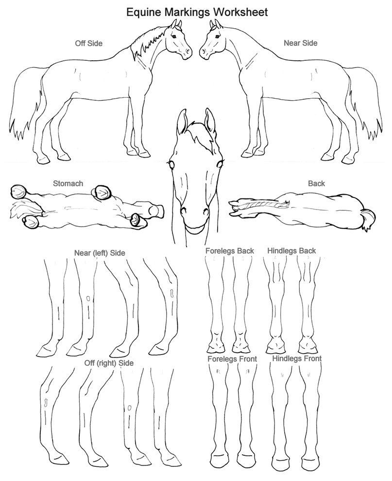 Printable Horse Anatomy Worksheets Equine Markings Worksheet Have Students First Write A