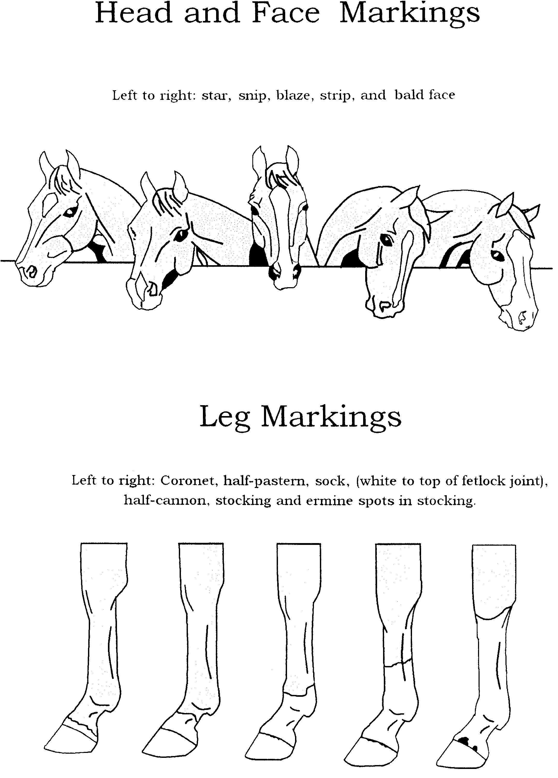 Printable Horse Anatomy Worksheets Face &amp; Leg Markings Hand Out