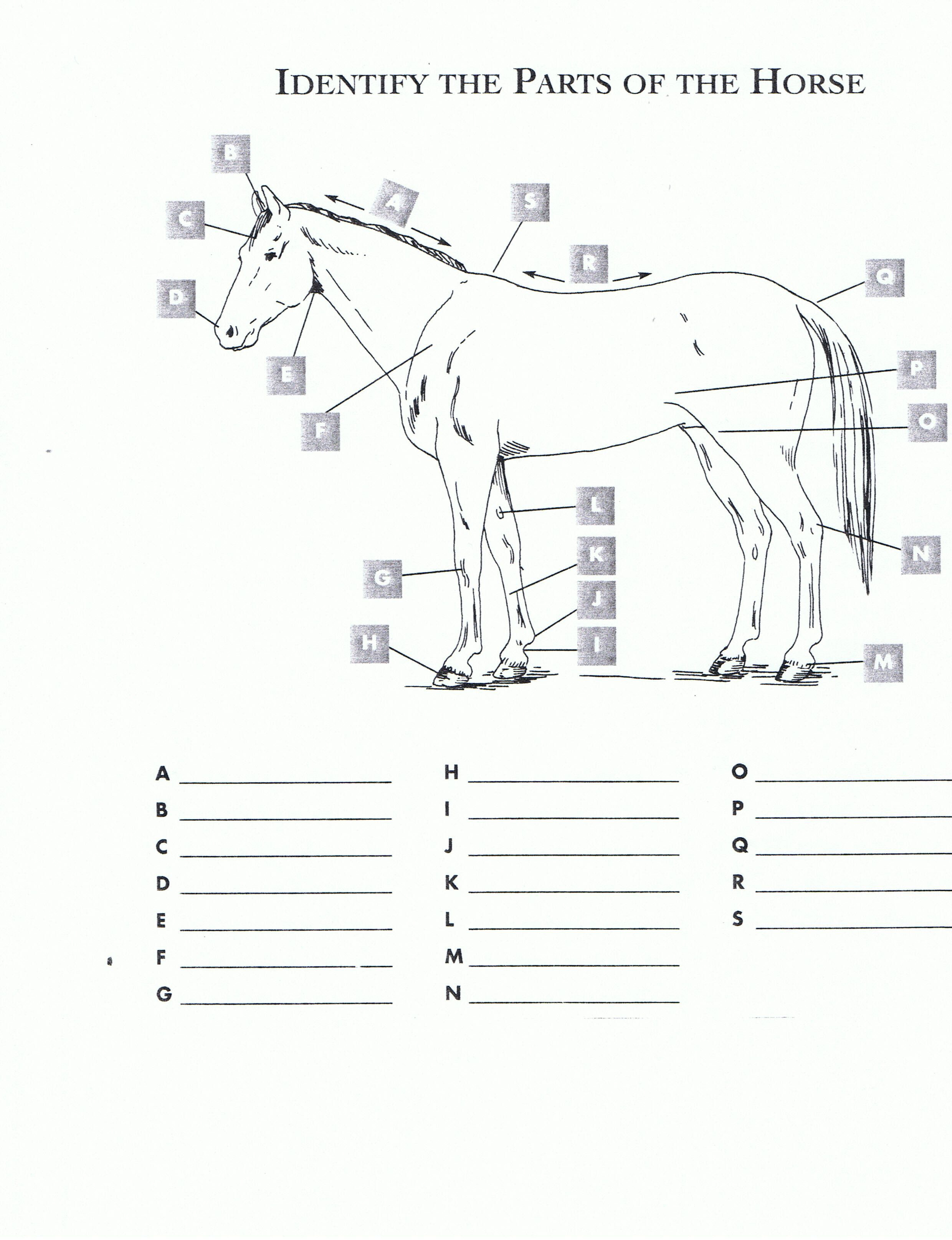 Printable Horse Anatomy Worksheets Free Printable Horse Worksheets