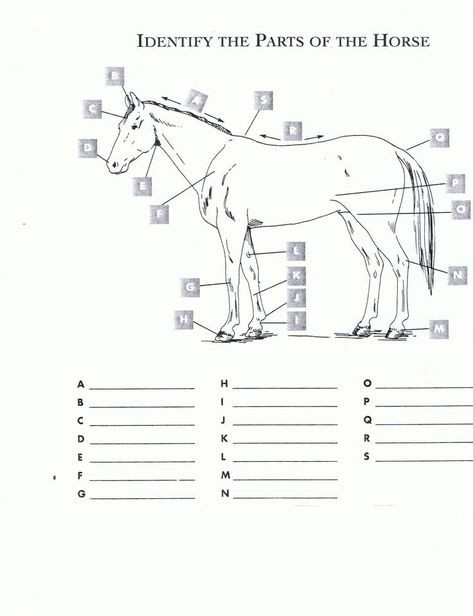 Printable Horse Anatomy Worksheets Free Printable Horse Worksheets Red