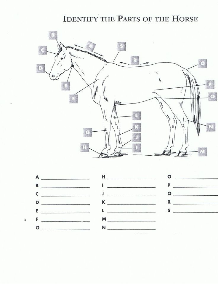Printable Horse Anatomy Worksheets Free Printable Horse Worksheets Red