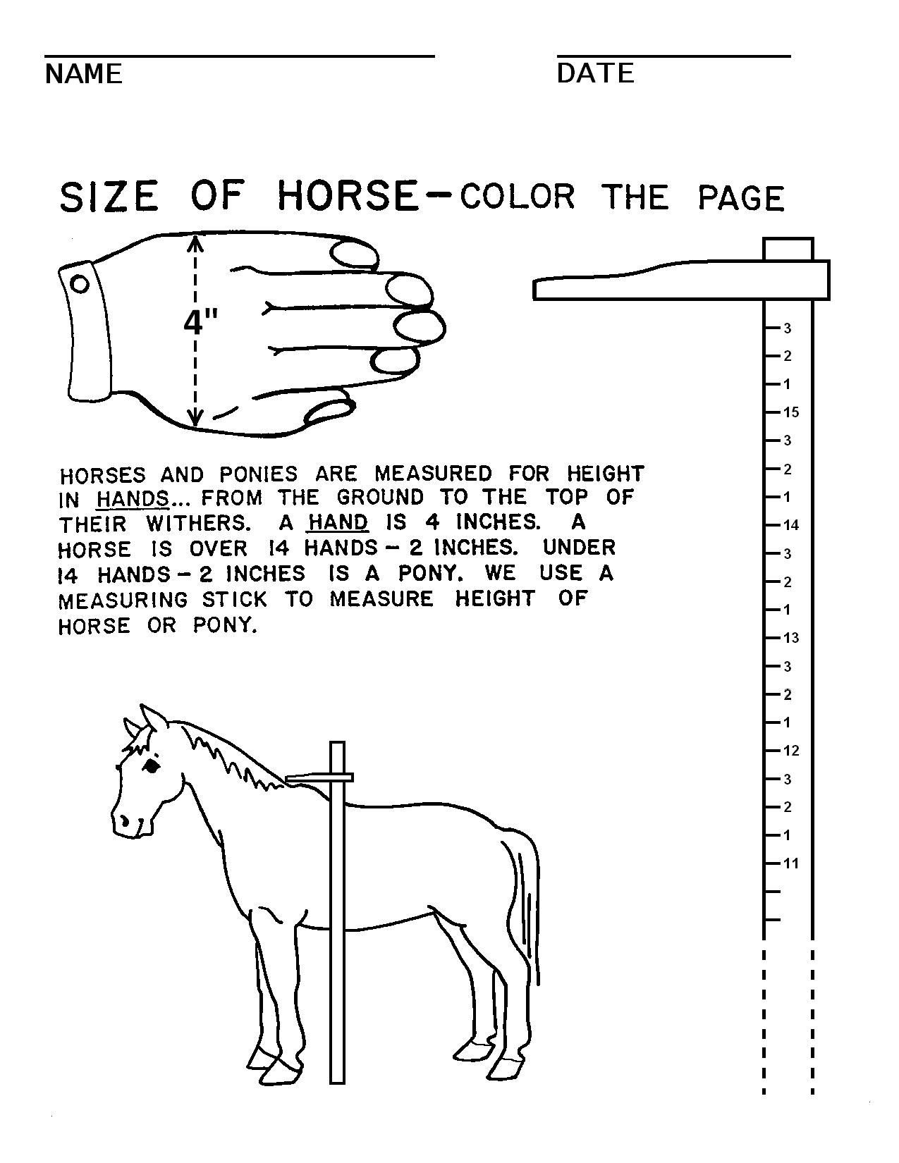 Printable Horse Anatomy Worksheets Horse Camp Worksheets