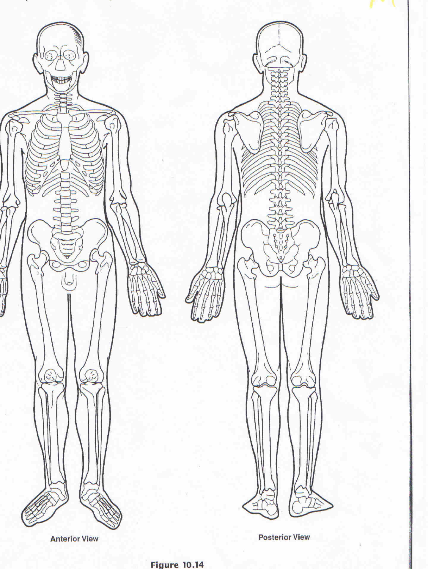 Printable Muscle Diagram Muscle Anatomy Diagram Printable 5 Best Blank