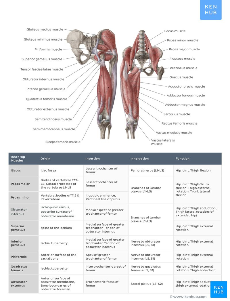 Printable Muscle Diagram Muscle Anatomy Reference Charts Free Pdf
