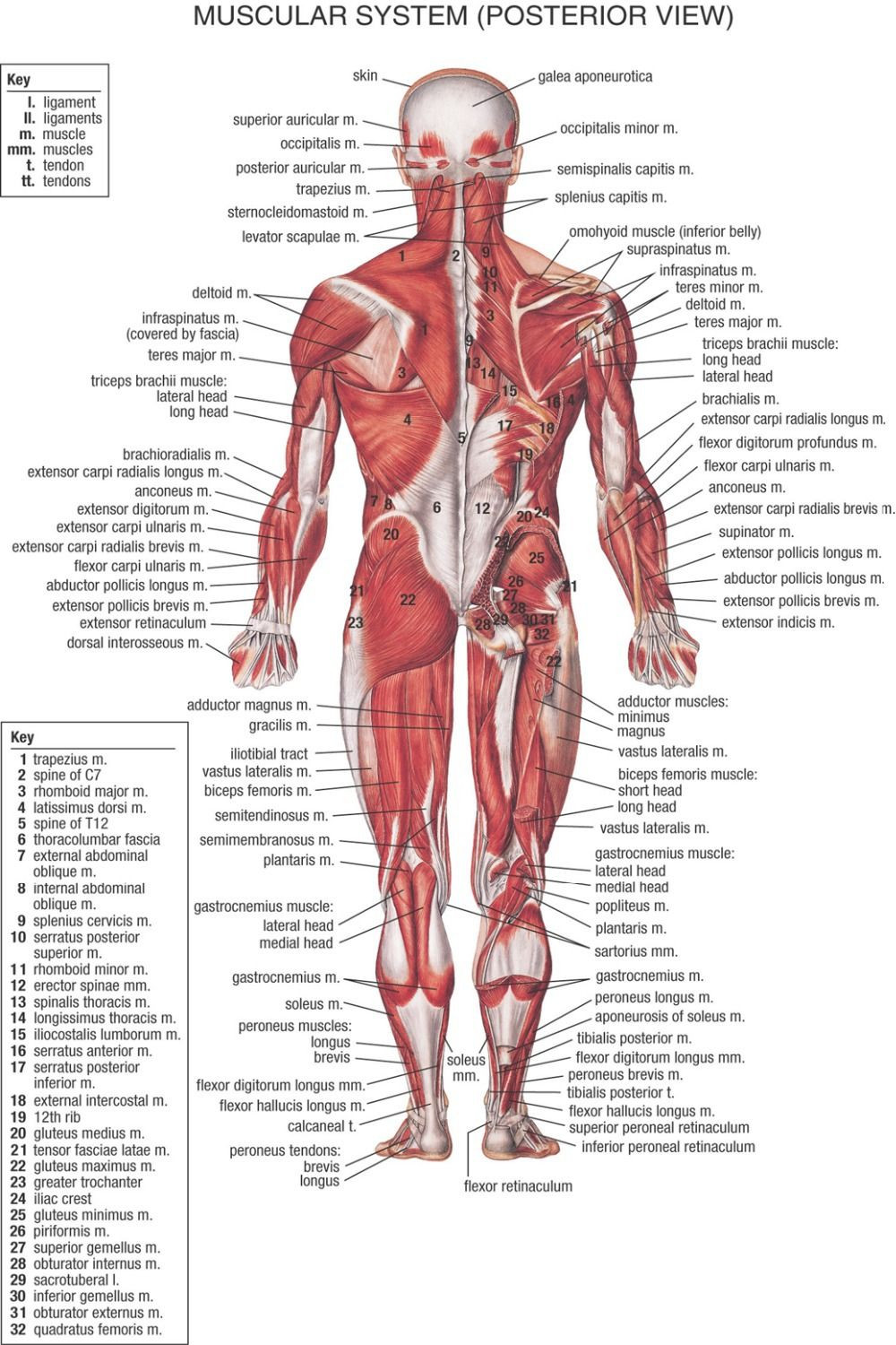 Printable Muscle Diagram Muscular System Chart Printable 1947 Google Search