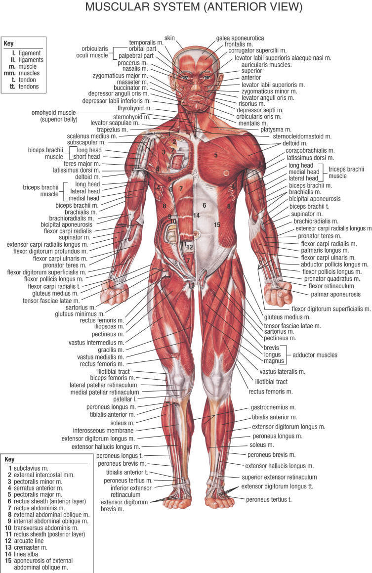 Printable Muscle Diagram Printable Muscle Diagram Medical Anatomy