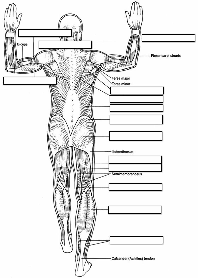 Printable Muscle Diagram the Muscular System Coloring Pages Coloring Home