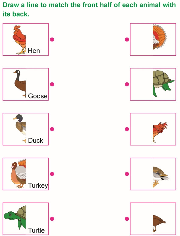 Science Worksheet 1st Grade Grade 1 Science Lesson 4 Body Parts Of Animals