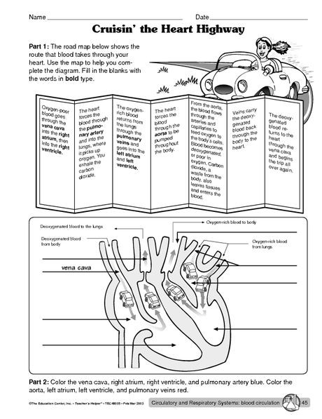 7th Grade Life Science Worksheets Circulatory System Worksheet