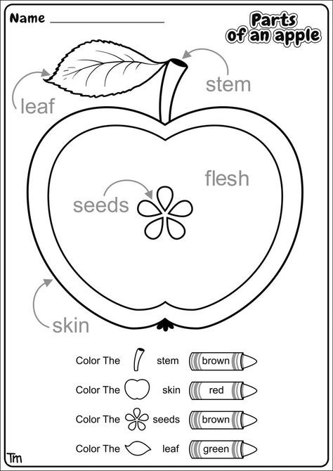Apple Worksheets Preschool Apples &amp; where they E From Preschool theme Worksheets