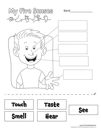Five Senses Worksheets Preschool Free Five Senses Worksheets for Kids