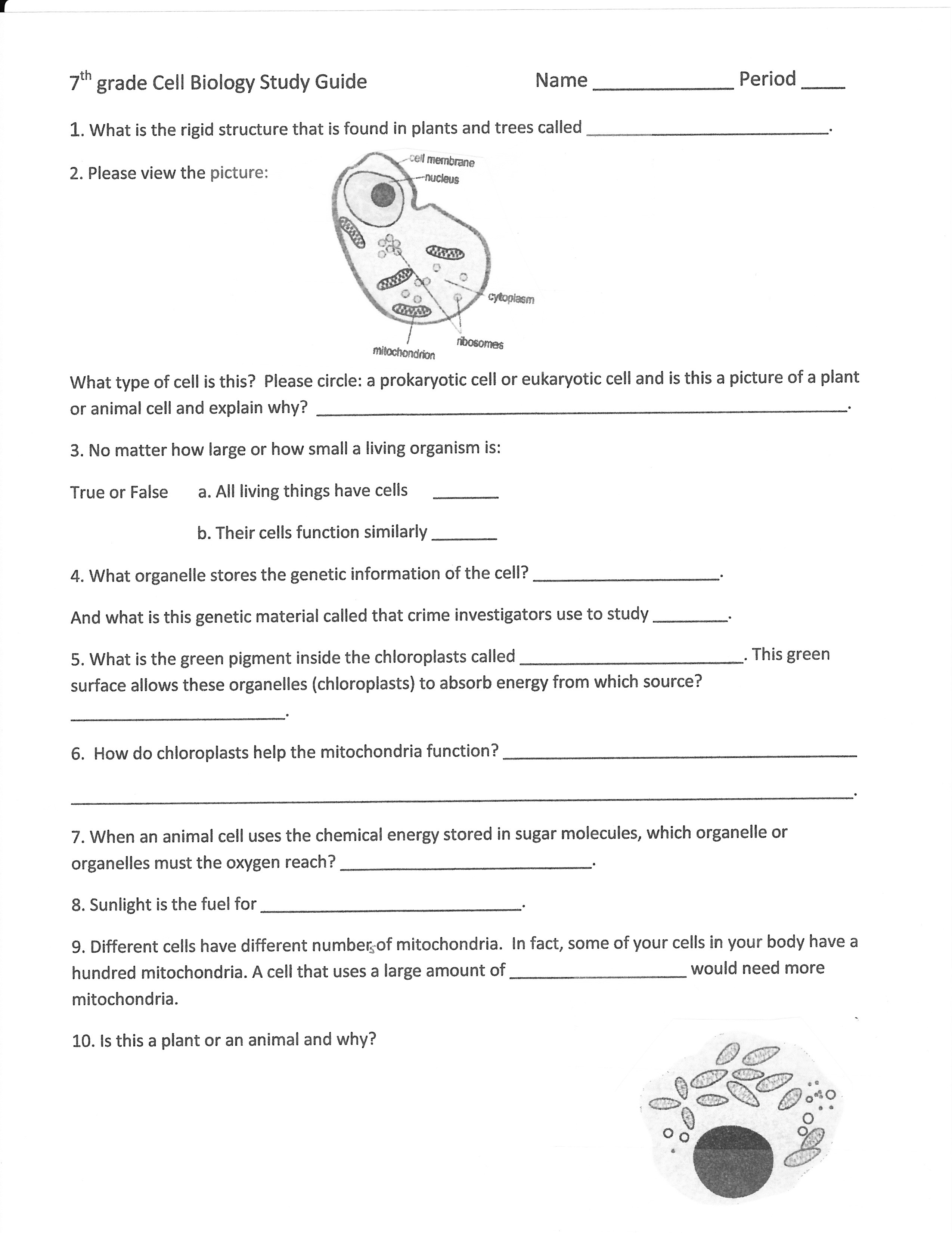 Free 7th Grade Science Worksheets Worksheets for Grade 7