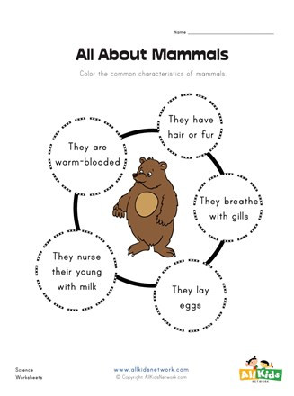 Mammals Worksheets for 2nd Grade All About Mammals Worksheet