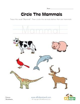 Mammals Worksheets for 2nd Grade Circle the Mammals Worksheet