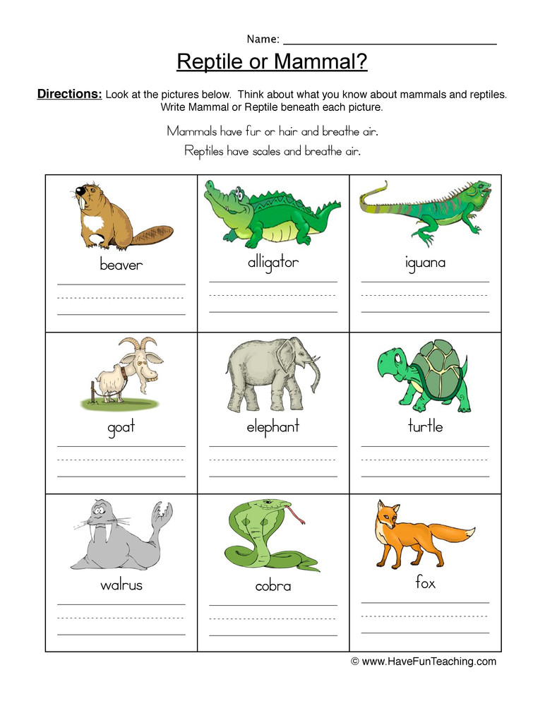 Mammals Worksheets for 2nd Grade Mammal Vs Reptile Worksheet