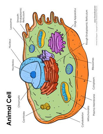 Printable Animal Cell Diagram Animal Cell Diagram Labeled Tim S Printables
