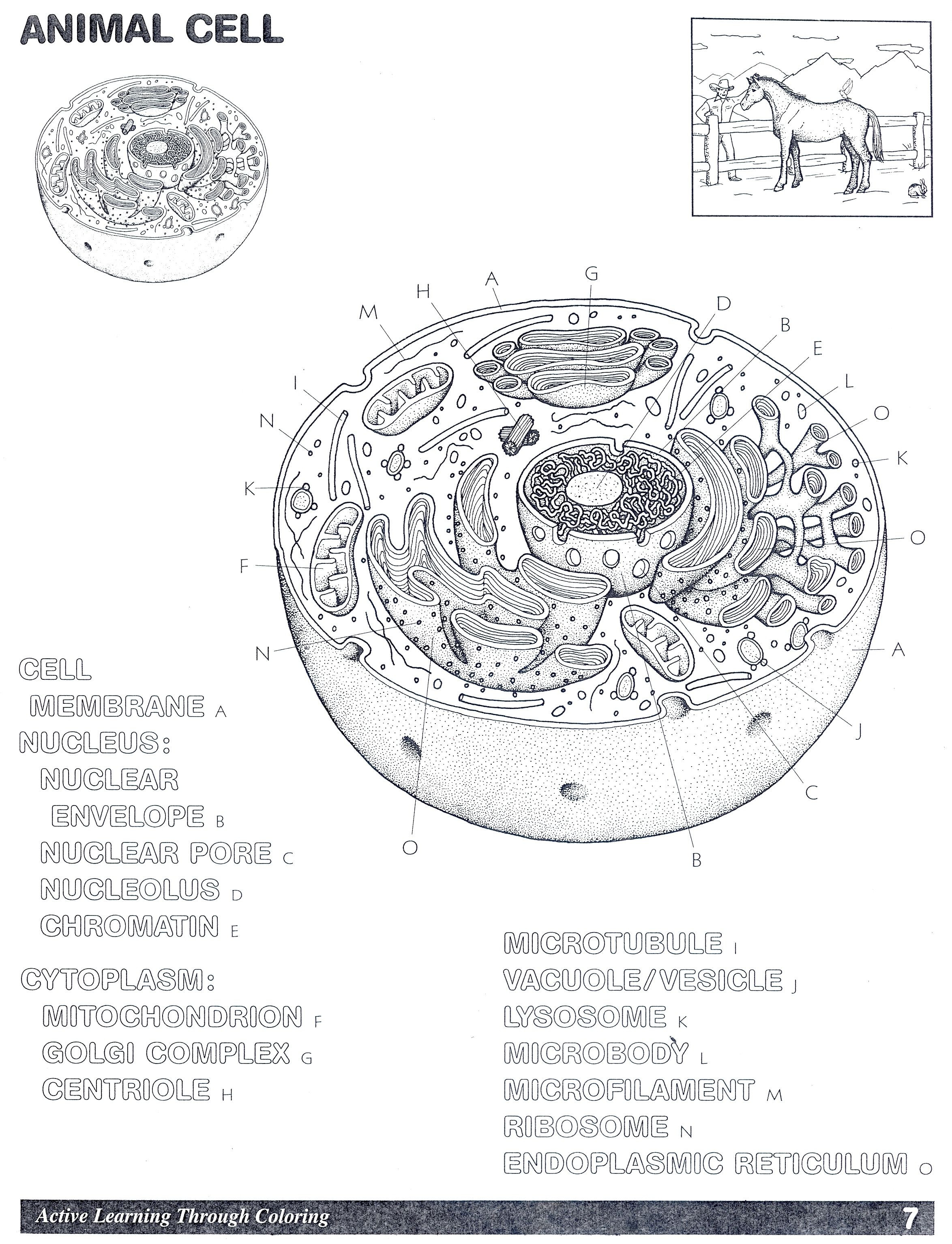 Printable Animal Cell Diagram Animal Cell Diagram