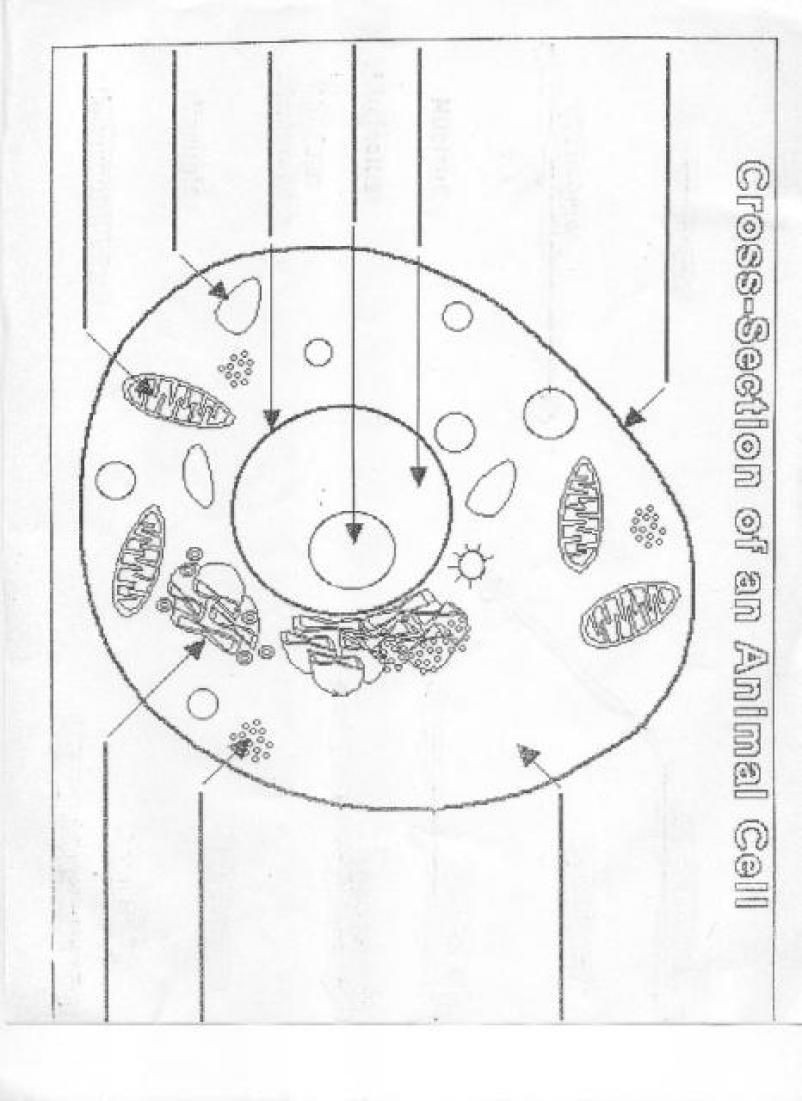 Printable Animal Cell Diagram Cell Diagram Worksheet Simplified Blank Cell Diagram