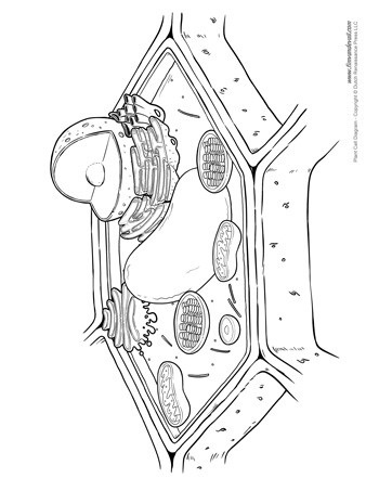 Printable Animal Cell Diagram Dt 0802] Plant Cell Diagram Unlabeled Download Diagram