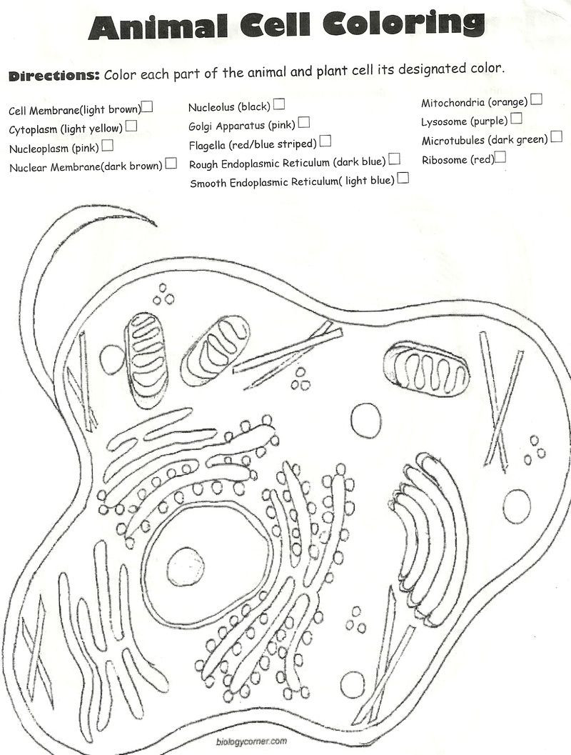 Printable Animal Cell Diagram Free Animal Cell Coloring Page Download Free Clip Art Free