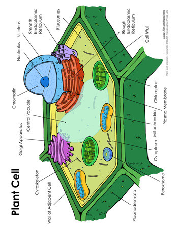 Printable Animal Cell Diagram Plant Cell Diagram Tim S Printables