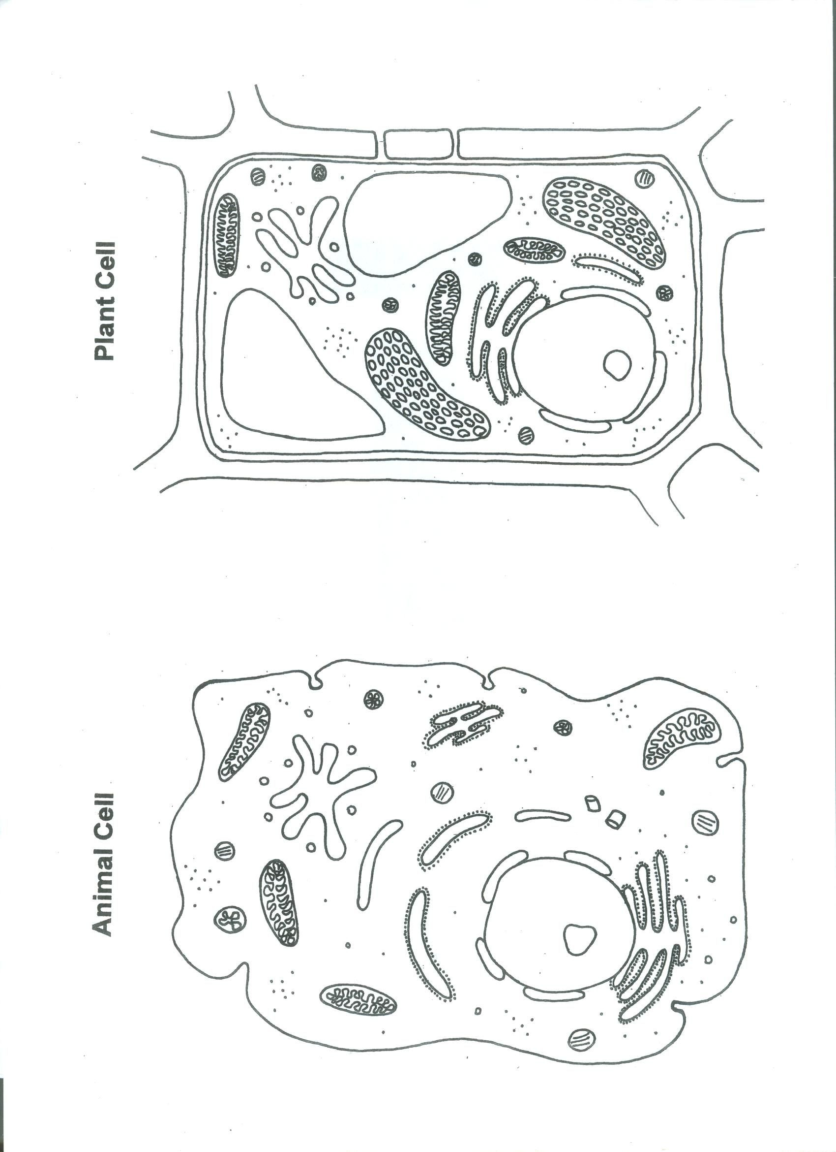 Printable Animal Cell Diagram Shrinky Plant and Animal Cell 001 1 7002 340 Pixels
