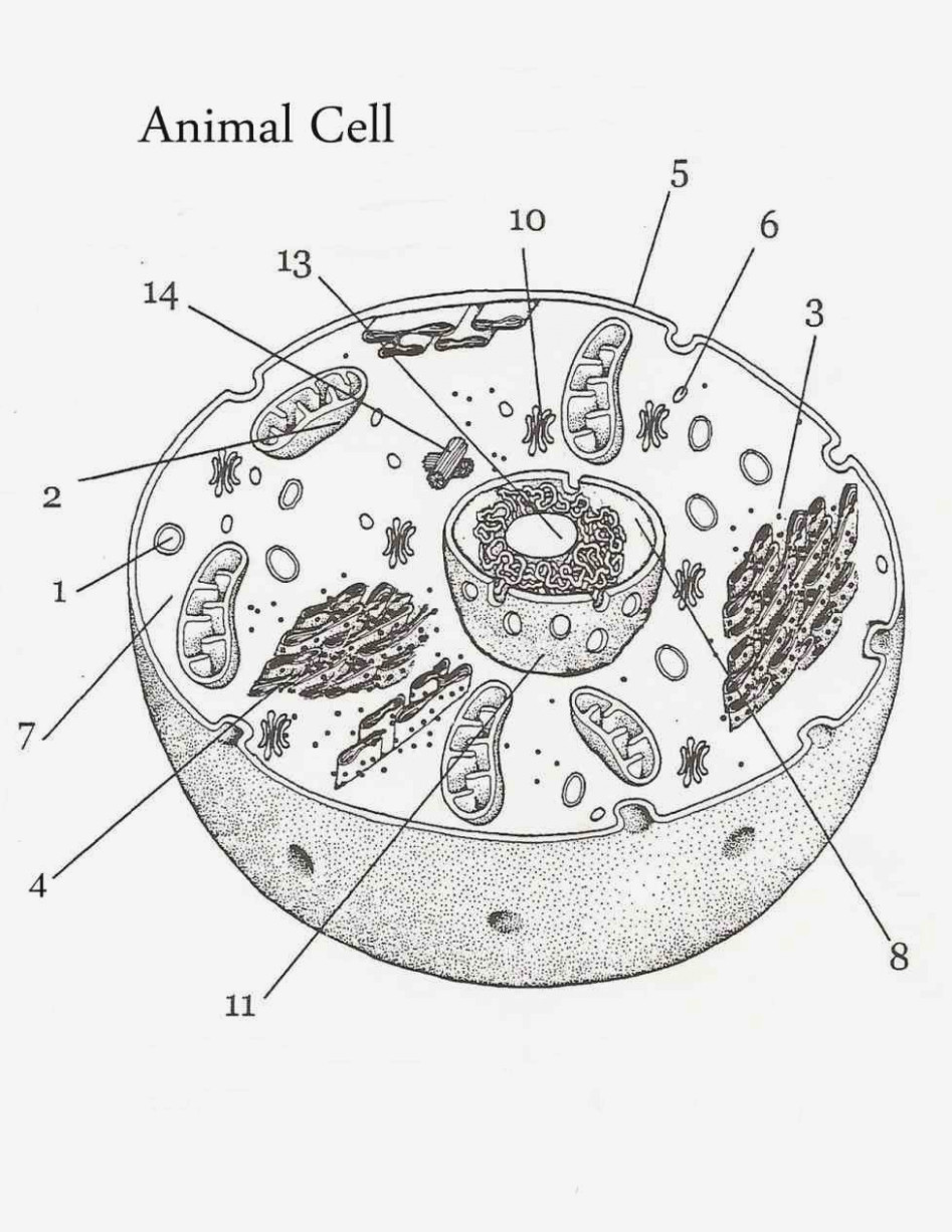 Printable Animal Cell Diagram Xl 4547] Animal Cell Diagram with Cell Diagram with Labels