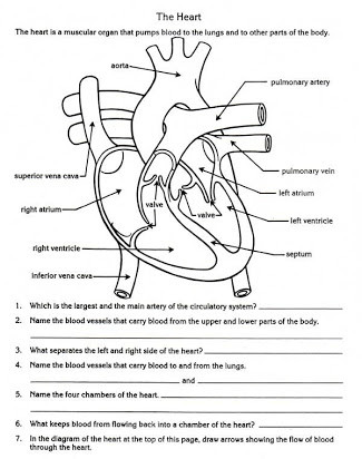 Printable Heart Diagram Free Printable Circulatory System Worksheets