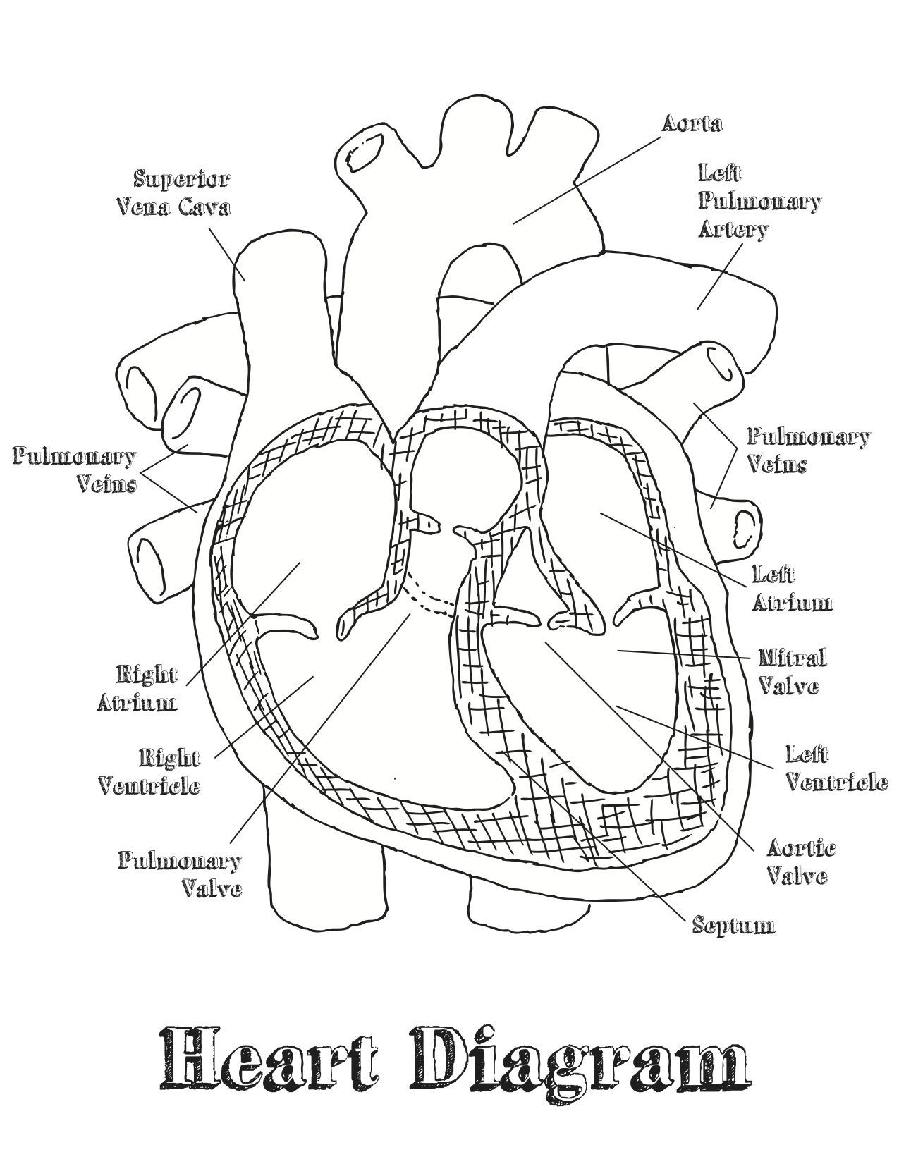 Printable Heart Diagram Heart Diagram Labeled Worksheet Google Search