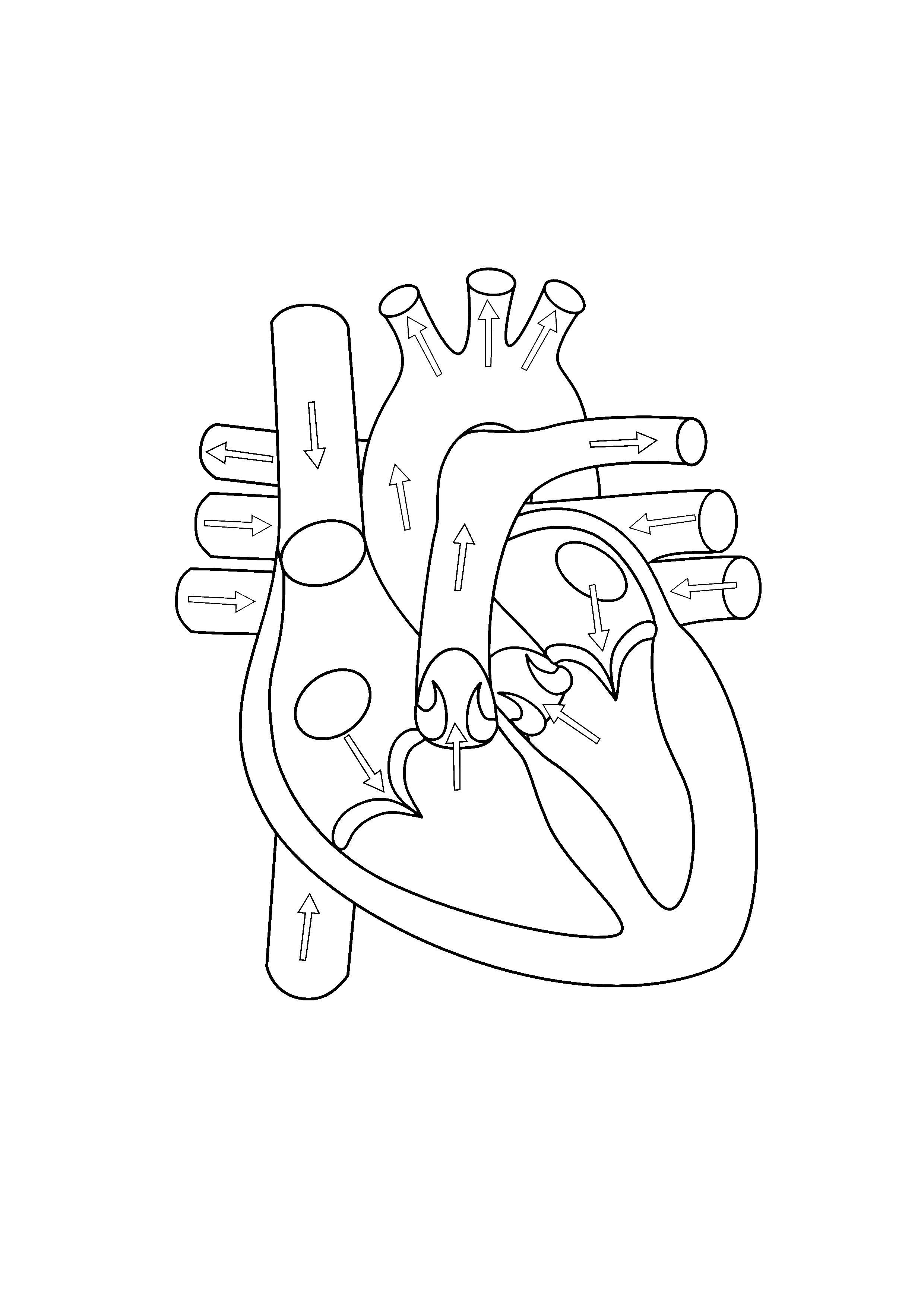 Printable Heart Diagram Human Heart Diagram without Labels