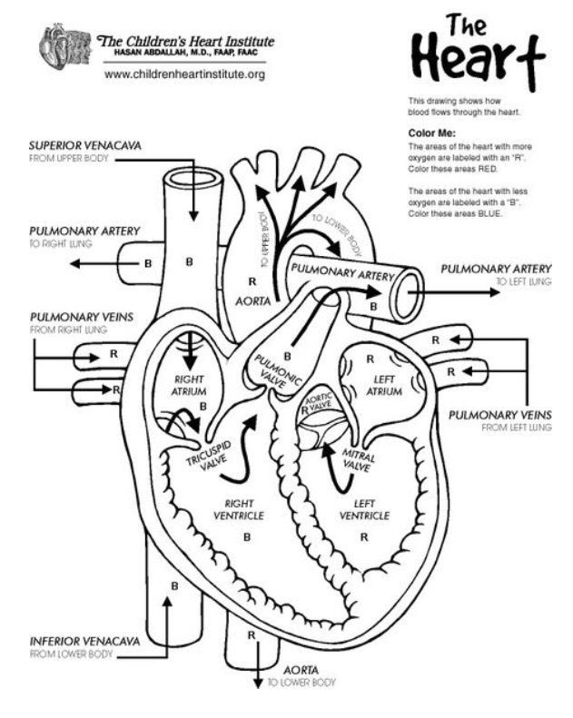 Printable Heart Diagram Kleurplaat Van Het Hart
