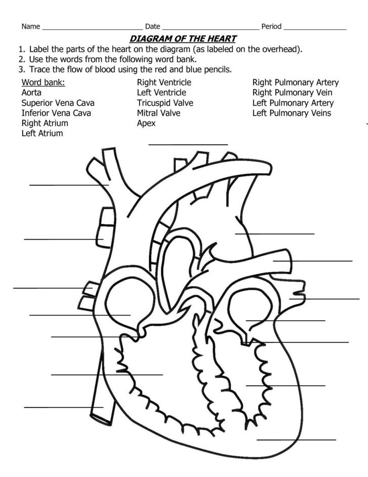 Printable Heart Diagram Pin by Julie Furry Paramedic School Human Heart Diagram
