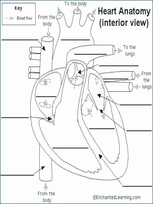 Printable Heart Diagram Printable Anatomy Worksheets Printable Heart Diagram to