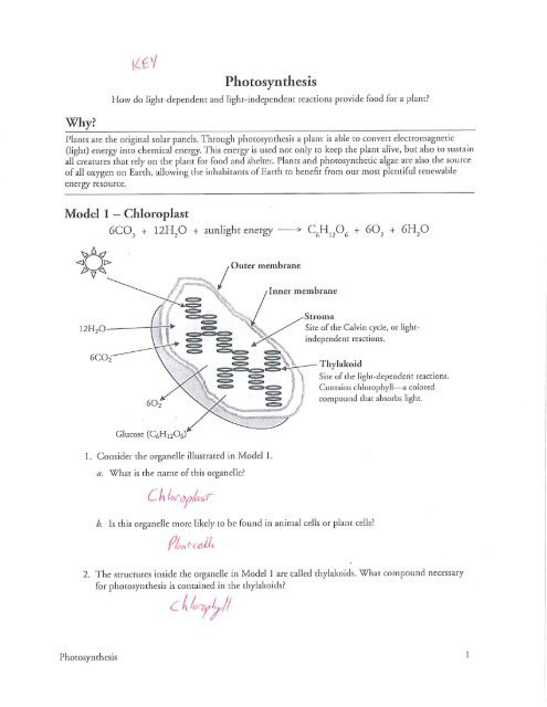 Probability Worksheets 7th Grade Synthesis Pogil Worksheets Biology Simple Probability